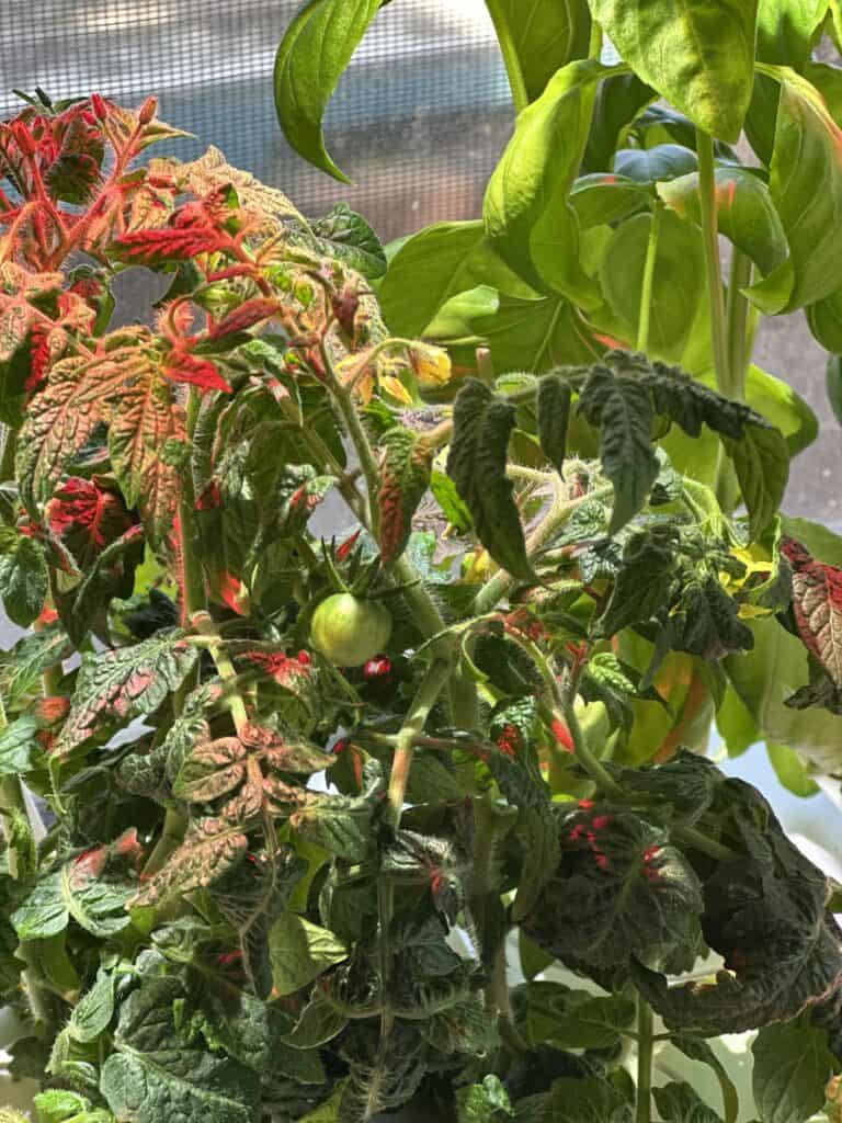 A close up of what is growing in the smart garden, specifically basil and tomatoes.