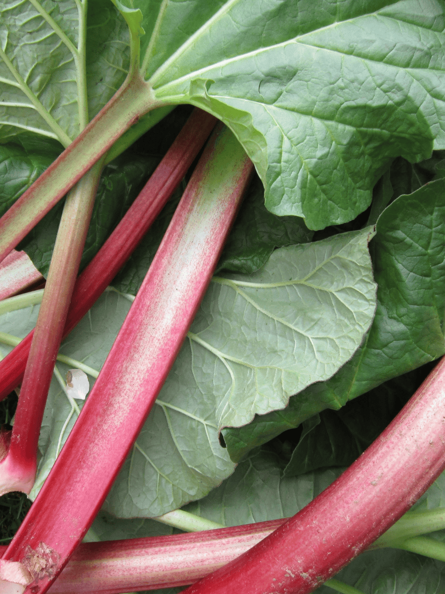 8 Vegan Rhubarb Recipes to Make While It’s in Season
